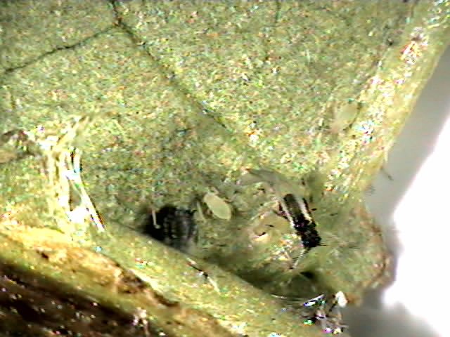 ナスの実・葉につく害虫